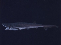 Žralok sedmižábrý, Heptranchias perlo, Sharpnose sevengill shark - http://www.fredshark.net/requins/requins4/requinperlon2.jpg