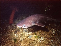 Žralok šedý, Hexanchus griseus, Bluntnose sixgill shark - http://www.seaotter.com/marine/research/hexanchus/griseus/pics/griseus2.jpg