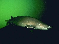 Žralok šedý, Hexanchus griseus, Bluntnose sixgill shark - http://www.livt.net/Clt/Ani/Cho/Chn/Sel/sel003.jpg