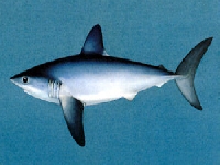 Žralok sleďový, Lamna nasus, Mackerel shark - http://new-brunswick.net/new-brunswick/sharks/species/pics/porbeagle1.jpg