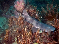 Žralok slepooký, Brachaelurus waddi, Blind shark - http://www.daveharasti.com/nelsonbay/fish/Brachaelurus_waddi.jpg