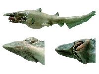 Žralok šotek, Mitsukurina owstoni, Goblin shark - www.fishbase.org