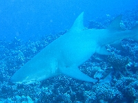Žralok srpoploutvý, Negaprion acutidens, Sicklefin lemon shark - http://upload.wikimedia.org/wikipedia/commons/7/78/Negaprion_acutidens_tahiti.jpg