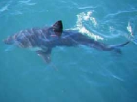 Žralok tichooceánský, Lamna ditropis, Salmon shark   - http://www.conservationinstitute.org/images/salmon_shark.jpg
