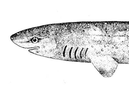 Žralok trnitý, Echinorhinus brucus, Bramble shark - http://upload.wikimedia.org/wikipedia/commons/b/b7/Echinorhinus_brucus.jpg