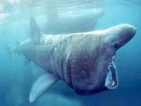 Žralok veliký, Cetorhinus maximus, Basking shark - http://www.zraloci.cz/galerie/zraloci/z_velky.jpg