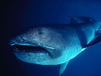 Žralok velkoústý, Megachasma pelagios, Megamouth shark - http://baike.baidu.com/pic/49/11899680182625978.jpg