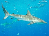 Žralok velrybář, Carcharhinus obscurus, Dusky shark - http://www.elasmodiver.com/Sharkive%20images/Dusky%20Shark%20023.jpg