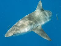 Žralok velrybář, Carcharhinus obscurus, Dusky shark - http://www.elasmodiver.com/Sharkive%20images/Dusky%20Shark%20012.jpg