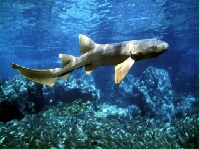 Žralok vouskatý, Ginglymostoma cirratum, Nurse shark - http://www.xcalak.info/images/florafauna/nurse_shark_l.jpg