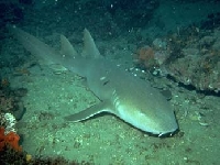 Žralok vouskatý, Ginglymostoma cirratum, Nurse shark - http://graysreef.noaa.gov/pictures/nurseshark2.jpeg