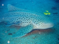 Žralok zebrovitý, Stegostoma fasciatum, Zebra shark - http://upload.wikimedia.org/wikipedia/commons/thumb/e/e3/Stegostoma_fasciatum_with_Echeneis_naucrates_and_juvenile_Gnathanodon_speciosus.jpg/800px-Stegostoma_fasciatum_with_Echeneis_naucrates_and_juvenile_Gnathanodon_speciosus.jpg