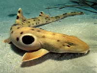 Žralůček okatý, Hemiscyllium ocellatum, Epaulette shark - http://www.tropicarium.se/images/Hemiscyllium-ocellatum-4-29.jpg