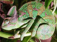 Chameleon jemenský, Chamaeleo calyptratus, Veiled Chameleon - http://upload.wikimedia.org/wikipedia/en/8/89/Chris_Kadet_Veiled_Chalemeon_2008.jpg