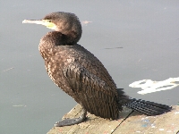 Kormorán velký, Phalacrocorax carbo, Great Cormorant - http://upload.wikimedia.org/wikipedia/commons/4/42/Phalacrocorax_carbo1.jpg