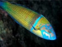 Pyskoun paví, Thalassoma pavo, Ornate wrasse - http://www.aboveandbelow.net/FotoBelow/Giglio%202003/Foto%20Giglio/Thalassoma-pavo.jpg