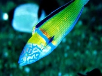 Pyskoun paví, Thalassoma pavo, Ornate wrasse - http://www.aboveandbelow.net/FotoBelow/Corsica2003/FotoCorsica/Talassoma-maschio-2.jpg