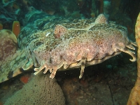 Wobegong queenslandský, Orectolobus ornatus, Ornate wobbegong - http://upload.wikimedia.org/wikipedia/commons/thumb/b/bc/Orectolobus_ornatus_(juvenile).jpg/800px-Orectolobus_ornatus_(juvenile).jpg
