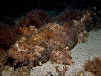 Wobegong queenslandský, Orectolobus ornatus, Ornate wobbegong - http://www.scuba-equipment-usa.com/marine/SEP04/images/Orectolobus_ornatus.jpg